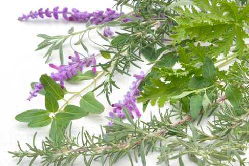 オーガニック認証植物エキス